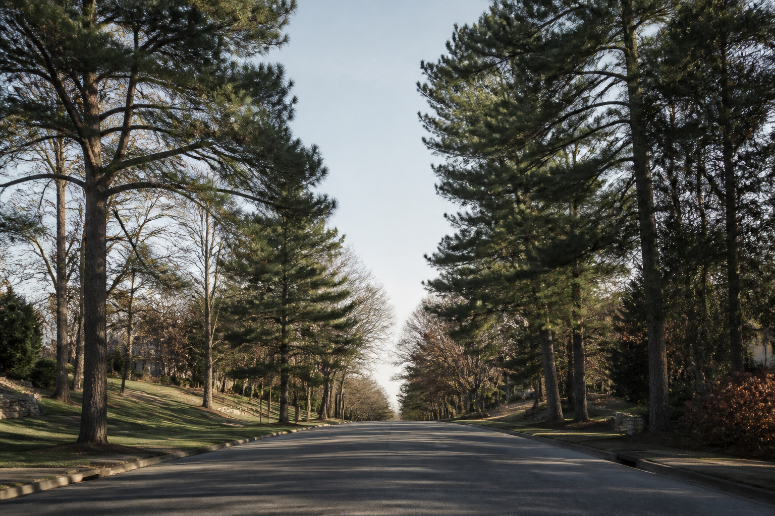 A tree-lined West County residential road in late afternoon light.